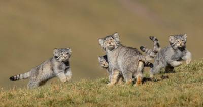 Дико красиво. Лев, манул, амурский тигр и пума — лучшие фото больших кошек 2020