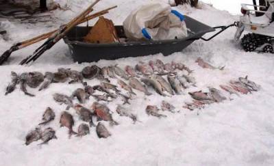 Тюменцы незаконно наловили рыбы на 240 тысяч рублей