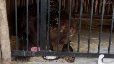 Медведя Умку из самарского зоопарка поздравили с 23-летием