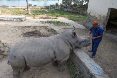 Коронавирус помешал самке носорога со свиданиями