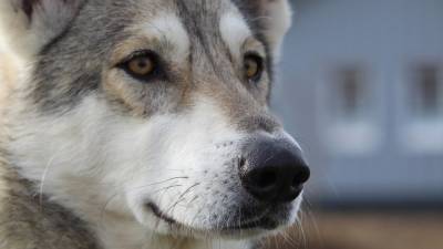Сбежавшего от хозяина метиса волка и собаки поймали в Подмосковье