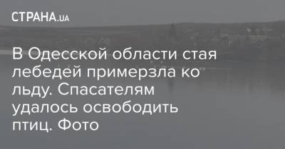 В Одесской области стая лебедей примерзла ко льду. Спасателям удалось освободить птиц. Фото