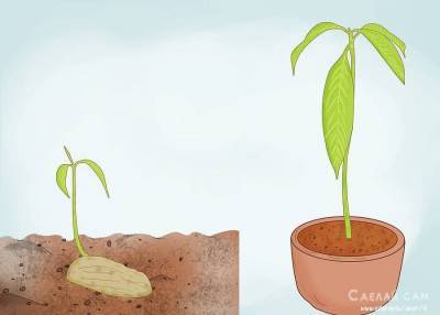 Как вырастить манговое дерево из косточки? Пошаговая инструкция