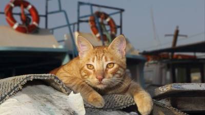 Одесская кошка добралась до Израиля в грузовом контейнере, питаясь конфетами