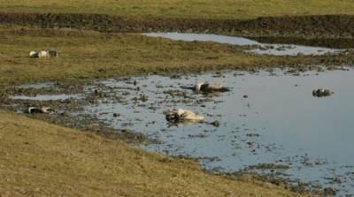 В заповеднике "Аскания-Нова" погибли более 200 краснокнижных журавлей