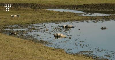 В заповеднике «Аскания-Нова» из-за отравленного зерна погибли сотни краснокнижных серых журавлей