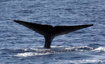 The Atlantic (США): наедине с китом