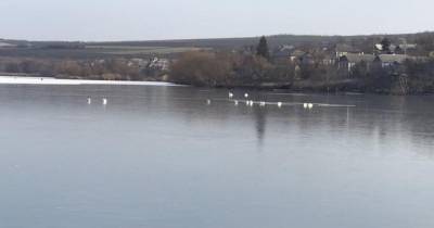 Стаю лебедей, примерзших ко льду на озере, спасли в Одесской области