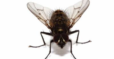 Раскрыт секрет неуловимости комнатных мух
