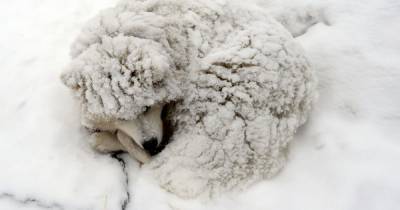 Голодные и холодные: как помочь животным, которые зимуют под открытым небом