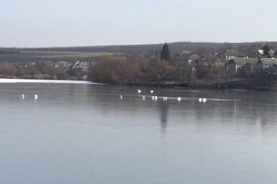 Украинские спасатели освободили лебедей, примёрзших ко льду на озере