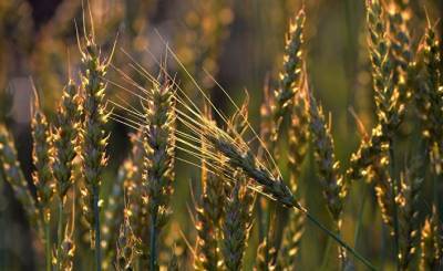 The Conversation (Австралия): вредна ли современная пшеница для здоровья и экологии?