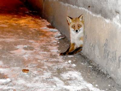 В Новомичуринске лиса поселилась в подвале дома вместе с кошками