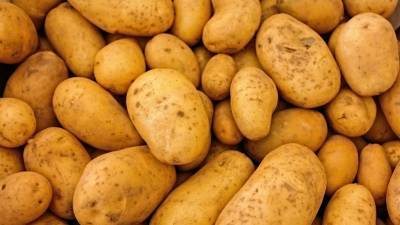 Власти Украины завышают данные о производстве картофеля