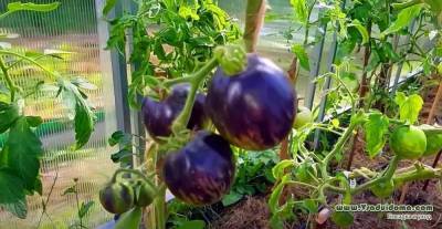 Выращивание черноплодных томатов (ФОТО) – посадка и уход