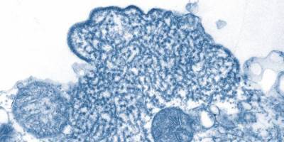 Эксперты предупреждают об опасности распространения нового вируса