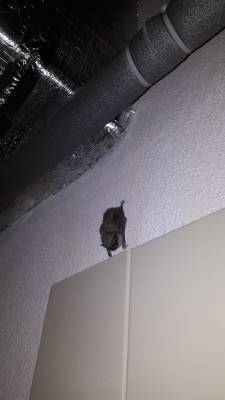 Грустная и голодная летучая мышь завелась в липецкой многоэтажке