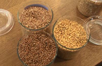 Украинские ученые займутся выведением «здоровой» пшеницы