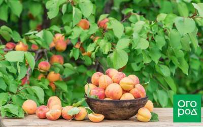 Лучшие самоплодные сорта абрикоса (фото, описание, советы по уходу) - skuke.net