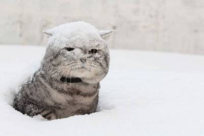 Жителей Ленобласти 18 января ожидает небольшой снег и до минус 16 градусов