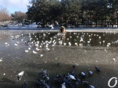 Пруды в одесском парке Победы затянуло льдом (фото)