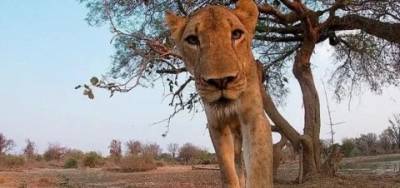 Пользователей Сети поразило видео, как львица набросилась на камеру и съела ее