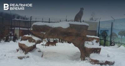 В казанском зоопарке засняли гепардов, гуляющих по снегу — видео