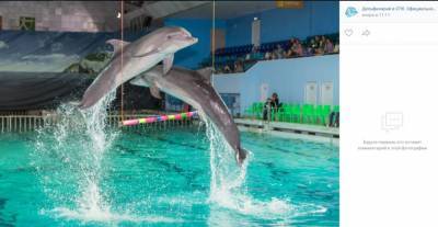 В Калининском районе Петербурга хотят построить дельфинарий