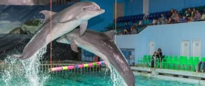 В Калининском районе Петербурга могут построить дельфинарий