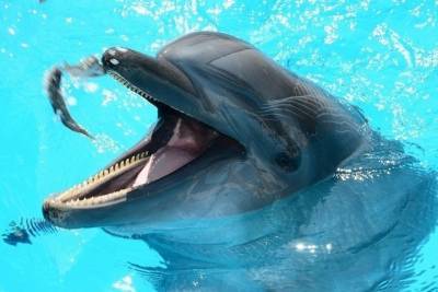 Жители Калининского района голосуют против строительства дельфинария