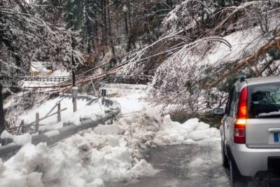 Безопасность дорог в Германии: возместят ли ущерб за упавшее на машину дерево?