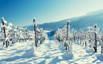 В России создадут реестр виноградопригодных земель