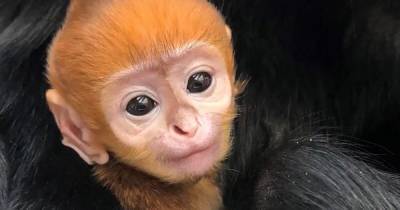 Детеныш редкого вида лиственных обезьян впервые родился в зоопарке Филадельфии (видео)