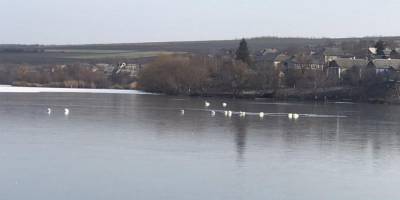 В Одесской области спасатели помогли взлететь стаи лебедей, которые вмерзли в лед пруда
