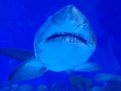 В Германии нашли окаменелые останки гигантской доисторической акулы