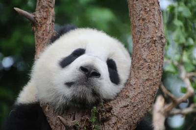 В Китае сняли на видео уникальную панду