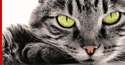 Владельцев кошек удивят 13 фактов о питомцах