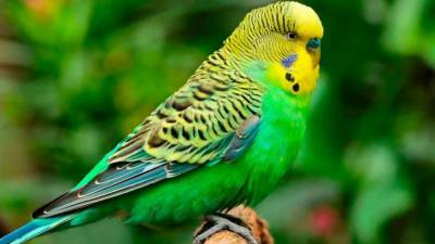 Житель Приморья может оказаться в тюрьме из-за кражи попугаев