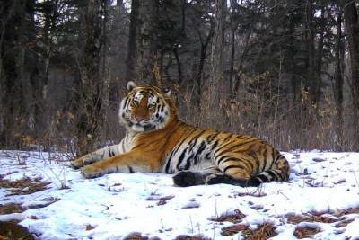Машина сбила амурского тигра на дороге из Хабаровска в Комсомольск-на-Амуре
