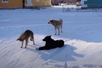 Мэр российского города пообещал решить проблему бродячих собак за полтора месяца