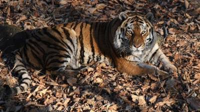Амурского тигра насмерть сбил автомобиль в Хабаровском крае