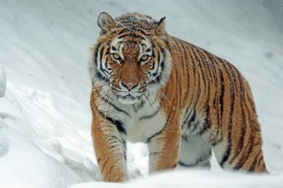 Амурский тигр погиб под колесами автомобиля в Хабаровском крае