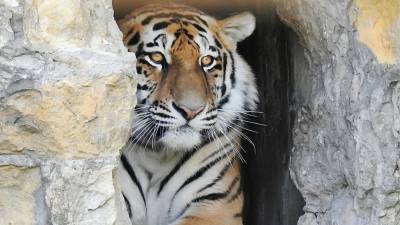 Амурский тигр погиб при ДТП в Хабаровском крае