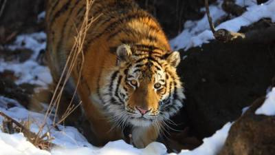 Самец амурского тигра погиб под колесами автомобиля в Хабаровском крае