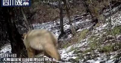 Редчайшая панда-альбинос попала в объектив камеры