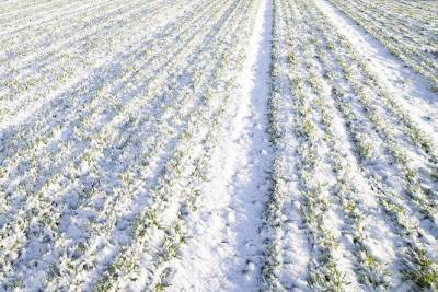 Как снежная «шуба» помогает озимым культурам пережить морозы