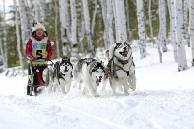 Ярославская область готовится к проведению гонок на собачьих упряжках