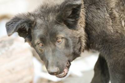 Ветстанция Читы получит деньги на отлов большого числа собак - Сапожников