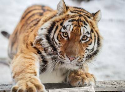 Амурский тигр погиб в ДТП в Хабаровском крае