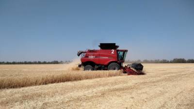 Цены на пшеницу растут в России из-за новых правил экспорта